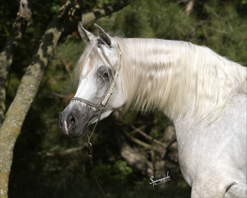 Amal Al Badia ( Al Adeed Al Shaqab x SA Alaa Sashay )